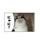 かつお（個別スタンプ：1）