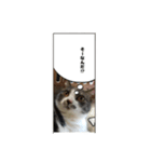 かつお（個別スタンプ：7）