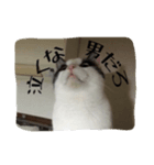 かつお（個別スタンプ：8）