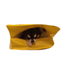 ごももいるごも（個別スタンプ：4）