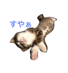 テトスタンプ（個別スタンプ：1）