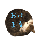テトスタンプ（個別スタンプ：3）