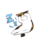 縞三毛うみちゃん（個別スタンプ：5）