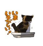 縞三毛うみちゃん（個別スタンプ：6）