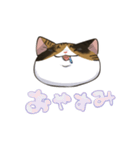 縞三毛うみちゃん（個別スタンプ：8）