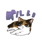 縞三毛うみちゃん（個別スタンプ：11）