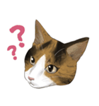 縞三毛うみちゃん（個別スタンプ：12）