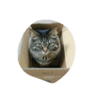 いちにちきてこ（個別スタンプ：4）