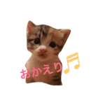 茶トラと三毛猫（個別スタンプ：1）