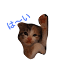茶トラと三毛猫（個別スタンプ：2）