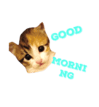 茶トラと三毛猫（個別スタンプ：3）