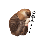 茶トラと三毛猫（個別スタンプ：4）