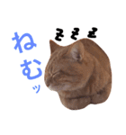 茶トラと三毛猫（個別スタンプ：6）