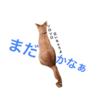 茶トラと三毛猫（個別スタンプ：7）