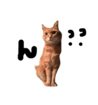 茶トラと三毛猫（個別スタンプ：8）
