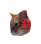 茶トラと三毛猫（個別スタンプ：9）