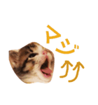 茶トラと三毛猫（個別スタンプ：11）