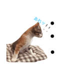 茶トラと三毛猫（個別スタンプ：13）