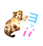 茶トラと三毛猫（個別スタンプ：15）