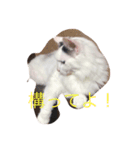 なな＆せいや（個別スタンプ：6）