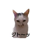 私のペットたち（個別スタンプ：9）
