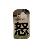 私のペットたち（個別スタンプ：17）