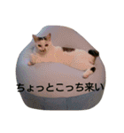 私のペットたち（個別スタンプ：20）