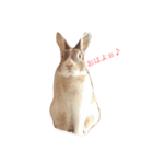 うさぎのちゃちゃ丸（個別スタンプ：2）