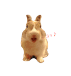 うさぎのちゃちゃ丸（個別スタンプ：3）