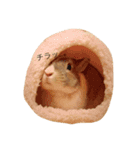うさぎのちゃちゃ丸（個別スタンプ：4）