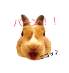 うさぎのちゃちゃ丸（個別スタンプ：7）