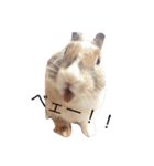 うさぎのちゃちゃ丸（個別スタンプ：9）