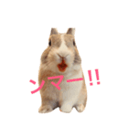 うさぎのちゃちゃ丸（個別スタンプ：10）