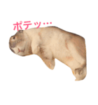 うさぎのちゃちゃ丸（個別スタンプ：12）