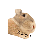 うさぎのちゃちゃ丸（個別スタンプ：13）