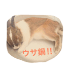 うさぎのちゃちゃ丸（個別スタンプ：16）
