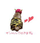 大好きノーフォークテリア（個別スタンプ：3）
