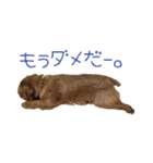 大好きノーフォークテリア（個別スタンプ：6）