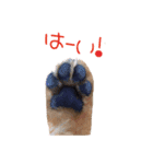 大好きノーフォークテリア（個別スタンプ：8）