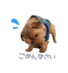 大好きノーフォークテリア（個別スタンプ：9）