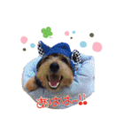 大好きノーフォークテリア（個別スタンプ：12）