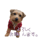 大好きノーフォークテリア（個別スタンプ：19）