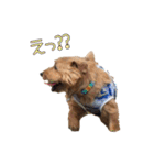 大好きノーフォークテリア（個別スタンプ：20）