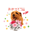 大好きノーフォークテリア（個別スタンプ：23）