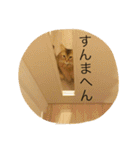 関西弁ねこ様（個別スタンプ：3）