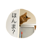 関西弁ねこ様（個別スタンプ：5）