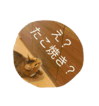 関西弁ねこ様（個別スタンプ：36）