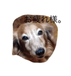 ちょこ輪くん（個別スタンプ：1）