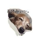 ちょこ輪くん（個別スタンプ：6）