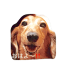 ちょこ輪くん（個別スタンプ：7）